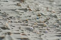 Shells