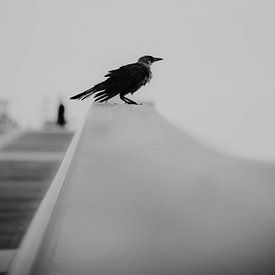 Vogel op balustrade pier van Speels Fotografie