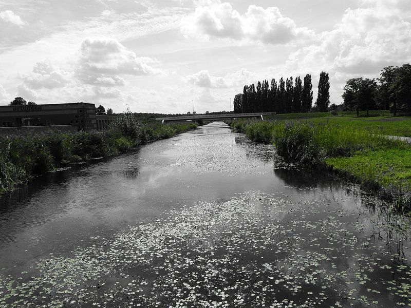 Contrast met het groen. van Berend Kok