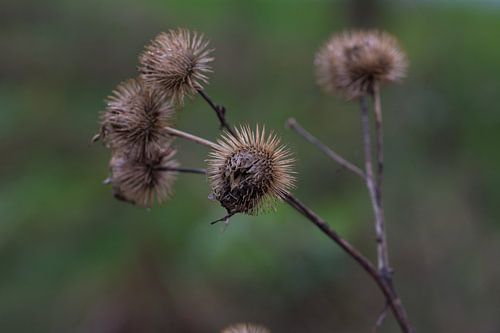 arctiumlappa ( ned. name: big burdock)