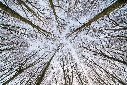 Aan de toppen van de bomen
