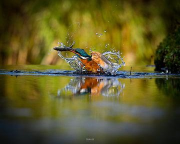 ijsvogel met vis in het water van Tomasz_best_shots
