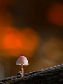 Herbst auf Texel. von Justin Sinner Photography (Fotograf auf Texel)