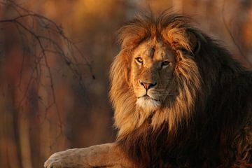 Lion dans le soleil du soir.