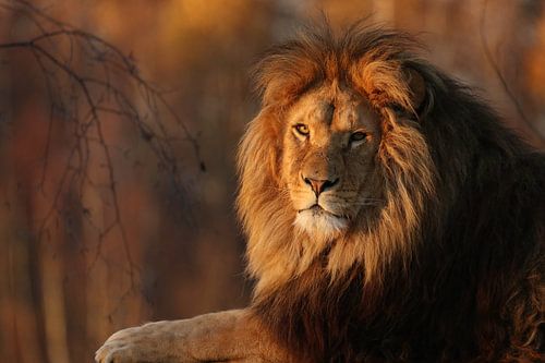 Lion in the evening sun. by RT Photography