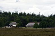 Sheepfold on the heath by Gerard de Zwaan thumbnail