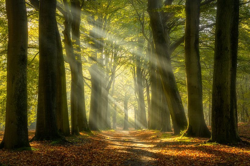 Sonnenschein im Wald von Ellen van den Doel