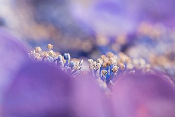 Paars - blauw:  Close-up van het hart van een hortensia bloem