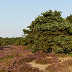 Twee Grove dennen en bloeiende heide op het Terhosterzand. van Wim vd Neut
