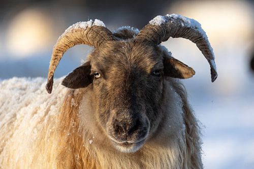 Drents heideschaap in een winters landschap