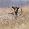Nederlandse landgeit bij Wolfsbarge van Karin van Rooijen Fotografie