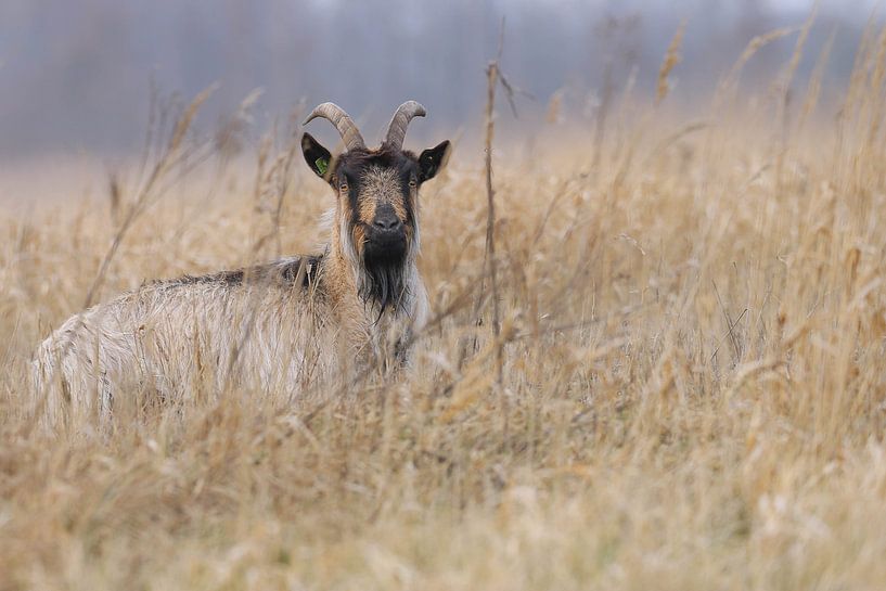 Nederlandse landgeit bij Wolfsbarge by Karin van Rooijen Fotografie