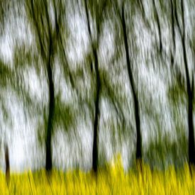 Rapeseed field with avenue of trees by This is Belgium