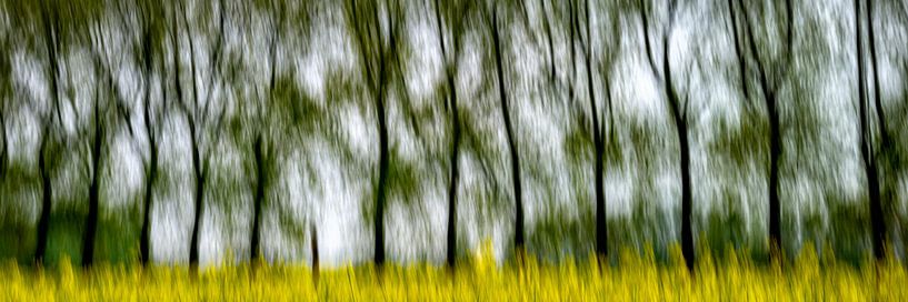 Champ de colza avec une allée d'arbres par This is Belgium