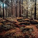 Herbstwald 001 von Oliver Henze Miniaturansicht