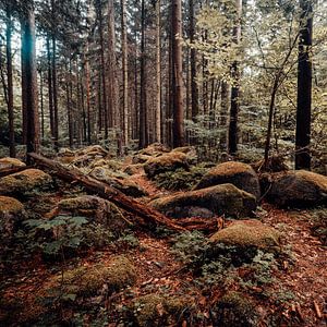 Forêt d'automne 001 sur Oliver Henze