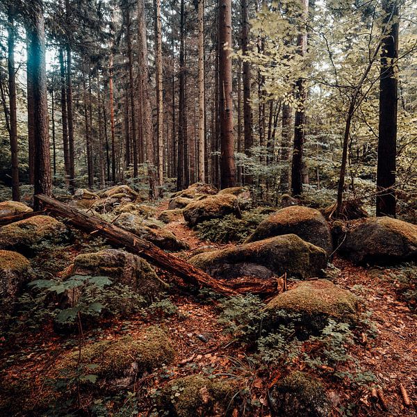 Forêt d'automne 001 par Oliver Henze