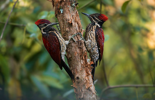 Two red birds in Sri Lanka