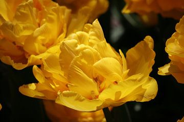 Gele tulp van Gabrielle van Rhenen