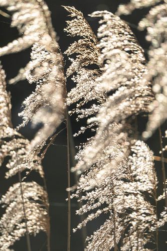 Flonkerend Veld Natuur's Juwelen Pampasgras