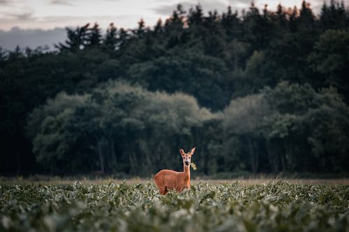 A roe deer among the sugar beets