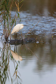 Little Egret (Egretta garzetta)