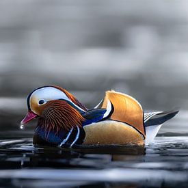 Mandarin duck by Wietse de Graaf