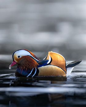 Mandarin-Ente