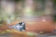 Frühling im Teich von Henk Meeuwes Miniaturansicht