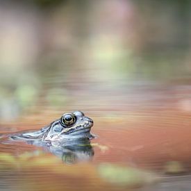 Spring in the pond by Henk Meeuwes