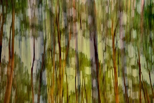 Une forêt privée d'arbres mouvementés