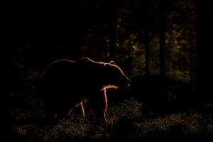 Bär mit Hintergrundbeleuchtung von Larissa Rand