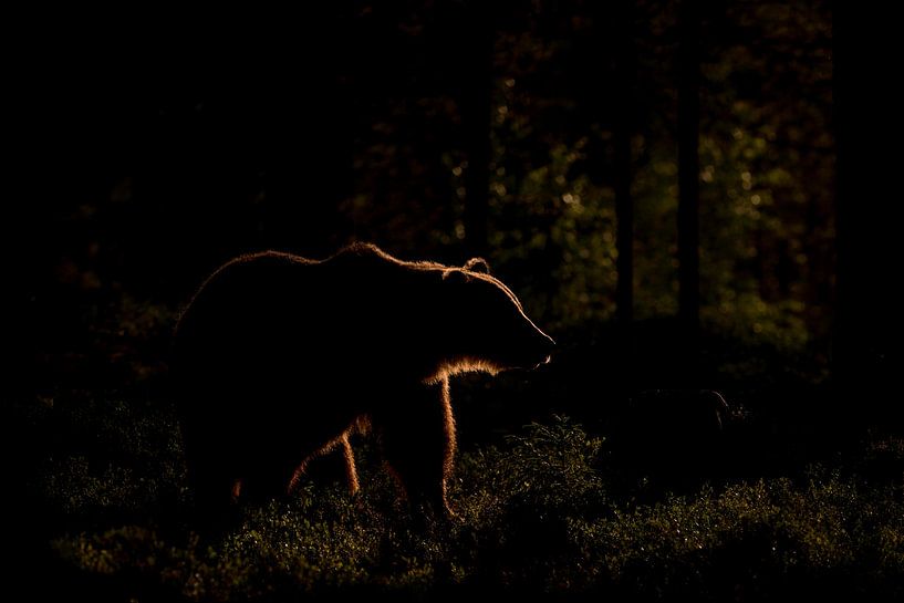 Bear with backlight by Larissa Rand