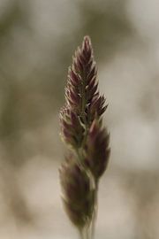 The simple beauty of grass von Kristian Oosterveen