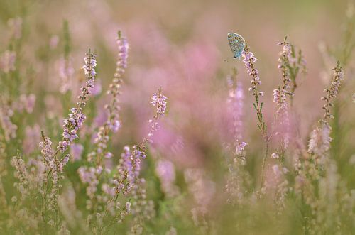 Icarusblauwtje op de bloeiende heide