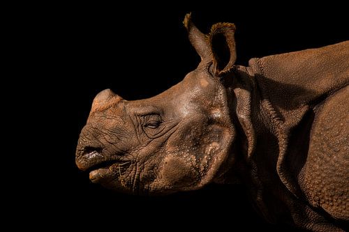 Indische neushoorn