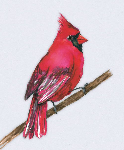 Northern cardinal by Bianca Wisseloo