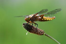 Yellow dragonfly by Moniek van Hoof-Geenen