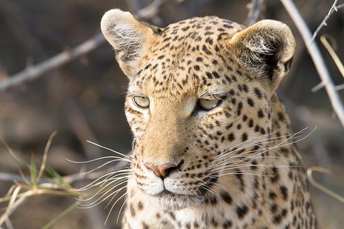 Portret van een luipaard