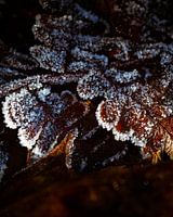 Frosty foliage