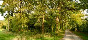 Bordure de forêt ensoleillée