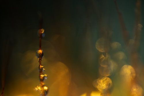 Mosje bij warm winterlicht