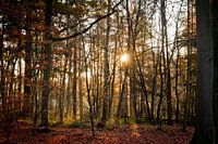 Zon in het Mastbos