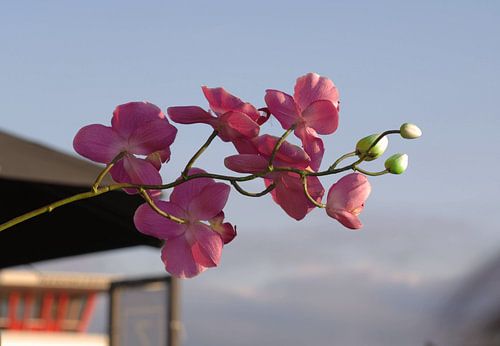 Bloem Roze