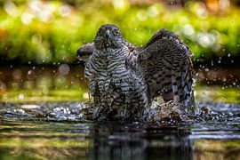 Eye to eye with a Sparrowhawk (Bird of Prey)
