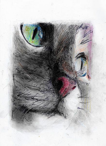CAT MACRO COLOR by Vincent Jacobs