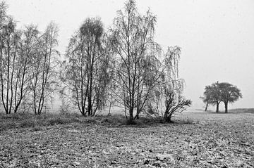 Light snowfall in the magical, wintry Oderbruch - monochrome by Silva Wischeropp
