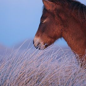 Portret van paard in winterlandschap van Remy de Wal