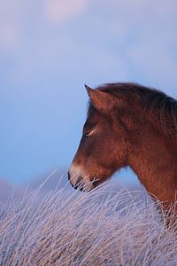 Portrait of horse in winter landscape by Remy de Wal