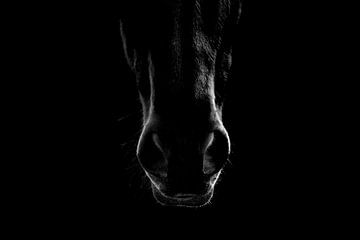 Mystieke Afdruk - Het Silhouet van een Paard - neus - zacht van Femke Ketelaar